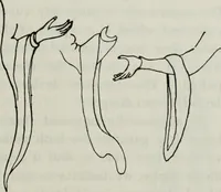 An illustration from British costume during XIX centuries (civil and ecclesiastical) (1910)