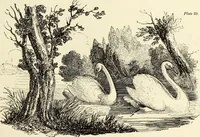 An illustration from The British drawing-book : or, the art of drawing with accuracy and beauty, containing a series of progressive lessons on drawing landscape scenery, marine views, architecture, animals, the human figure, &c. &c. also, a complete system of practical perspective, illustrated with numerous practical subjects (1845)