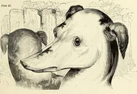 An illustration from The British drawing-book : or, the art of drawing with accuracy and beauty, containing a series of progressive lessons on drawing landscape scenery, marine views, architecture, animals, the human figure, &c. &c. also, a complete system of practical perspective, illustrated with numerous practical subjects (1845)