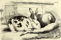 An illustration from The British drawing-book : or, the art of drawing with accuracy and beauty, containing a series of progressive lessons on drawing landscape scenery, marine views, architecture, animals, the human figure, &c. &c. also, a complete system of practical perspective, illustrated with numerous practical subjects (1845)