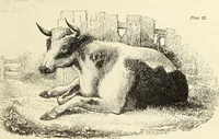 An illustration from The British drawing-book : or, the art of drawing with accuracy and beauty, containing a series of progressive lessons on drawing landscape scenery, marine views, architecture, animals, the human figure, &c. &c. also, a complete system of practical perspective, illustrated with numerous practical subjects (1845)