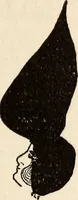 An illustration from Bruno's weekly (1916)