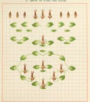 Picture 16 of 27 from Brushwork : elementary brush-forms (1903), leaf 46