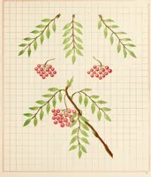 An illustration from Brushwork : elementary brush-forms (1903)