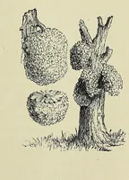 Picture 7 of 15 from Bryan Roe : a soldier of the cross : missionary travels and adventure in West Central Africa (1896), leaf 137