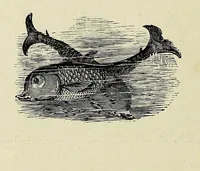 An illustration from Bryan Roe : a soldier of the cross : missionary travels and adventure in West Central Africa (1896)