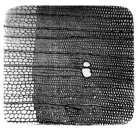 An illustration from BSTJ 3: 1. January 1924: Photomicrography and Technical Microscopy in Its Application to Telephone Apparatus. (Lucas, Francis F.) (1924)