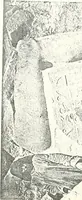 An illustration from Bubastis (1887-1889) (1891)