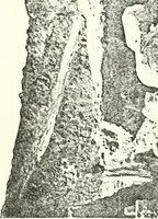 An illustration from Bubastis (1887-1889) (1891)