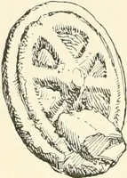 An illustration from The Buddhist praying-wheel : a collection of material bearing upon the symbolism of the wheel and circular movements in custom and religious ritual (1896)