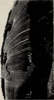 An illustration from The building and ornamental stones of North Carolina (1906)
