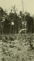 An illustration from Buildings (1922)