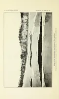 An illustration from Bulletin - United States National Museum (1877)