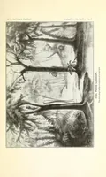 Picture 1 of 8 from Bulletin - United States National Museum (1877), leaf 23