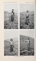 Picture 6 of 13 from Bulletin (1901), leaf 184