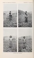 Picture 7 of 13 from Bulletin (1901), leaf 188