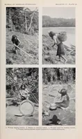 Picture 9 of 13 from Bulletin (1901), leaf 195