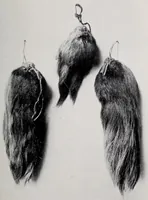 Picture 12 of 13 from Bulletin (1901), leaf 205