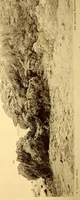 An illustration from Bulletin (1894)