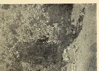 An illustration from Bulletin (1894)
