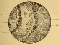 An illustration from Bulletin (1894)