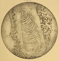 An illustration from Bulletin (1894)