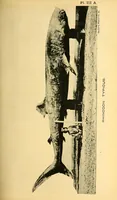 An illustration from Bulletin (1894)