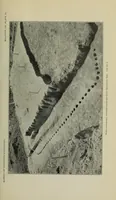 An illustration from Bulletin (1901)