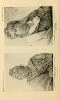 An illustration from Bulletin (1901)