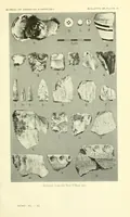 An illustration from Bulletin (1901)