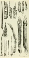 Picture 7 of 8 from Bulletin (1901), leaf 344