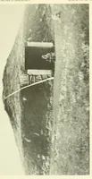 Picture 1 of 8 from Bulletin (1901), leaf 77