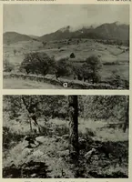 Picture 6 of 12 from Bulletin (1901), leaf 184