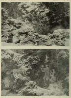 An illustration from Bulletin (1901)