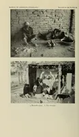 Picture 9 of 12 from Bulletin (1901), leaf 264