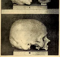 An illustration from Bulletin (1894)
