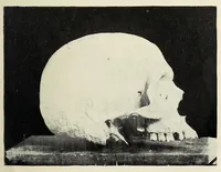 An illustration from Bulletin (1894)