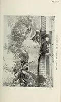 An illustration from Bulletin (1894)