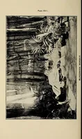 An illustration from Bulletin (1894)