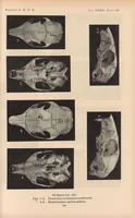 An illustration from Bulletin of the American Museum of Natural History (1881)