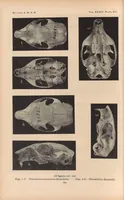 An illustration from Bulletin of the American Museum of Natural History (1881)