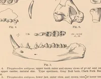 An illustration from Bulletin of the American Museum of Natural History (1881)