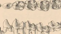 An illustration from Bulletin of the American Museum of Natural History (1881)