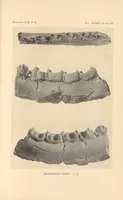 An illustration from Bulletin of the American Museum of Natural History (1881)