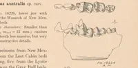 Picture 2 of 8 from Bulletin of the American Museum of Natural History (1881), leaf 67