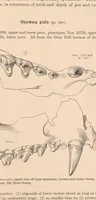 An illustration from Bulletin of the American Museum of Natural History (1881)