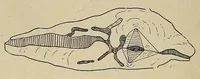 An illustration from Bulletin du Comité d'études historiques et scientifiques de l'Afrique occidentale française (1918)