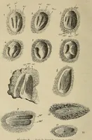 An illustration from Bulletin du Comité d'études historiques et scientifiques de l'Afrique occidentale française (1918)