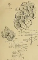 An illustration from Bulletin du Comité d'études historiques et scientifiques de l'Afrique occidentale française (1918)