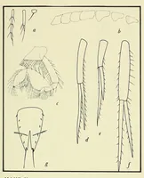 An illustration from Bulletin - United States National Museum (1877)